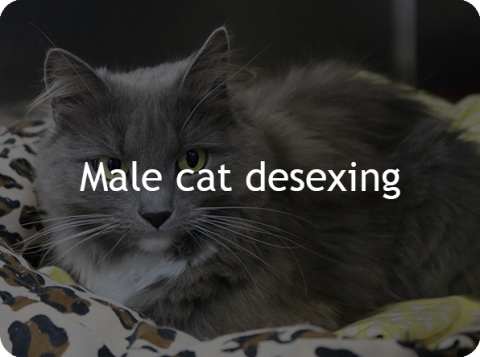 Male fashion kitten desexing